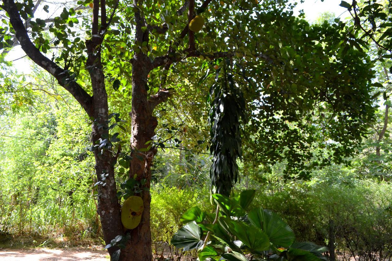 Sigiriya Freedom Lodge Dambulla Exterior foto